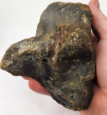 Woolly Rhino Left Calcaneus Fossil - North Sea - Pleistocene Ice Age picture
