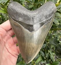 Massive Top  1% Quality 5.2” Georgia Megalodon Tooth  picture