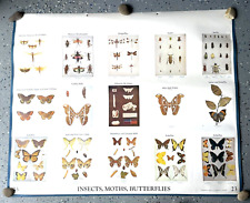 Wall Chart Butterfly Insect Bird Owl Dodson 1962 Illustrated Denoyer Geppert picture