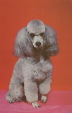 Adorable French Poodle Dog Puppy Posed Berkeley Calif Vintage Chrome Post Card picture