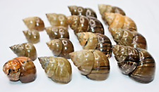 Lot of 16 Apple Snail Shells Fresh Water picture