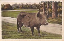 Florida Razor Back Hog - 1918 picture