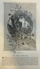 1878 Song Birds of the American West Purple Martin Robin Yellow Warbler picture