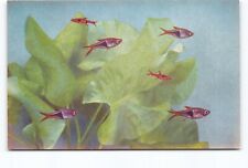 Rasboras Colorful Fresh Water Tropical Fish South Eastern Asia Chrome Postcard picture