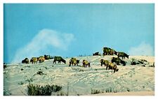 WY Wyoming Elk Herd on Winter Range Chrome Postcard picture