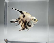 Real Fish in Resin, Freshwater Angelfish, Oddities, Pterophyllum Scalare picture