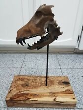 DIRE WOLF Rare Dinosaur Fossil Extinct Florida 17,000 Years Old picture