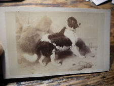1870S--SAINT BERNARD-DOG-CDV- PHOTO picture