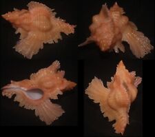 Tonyshells Seashells Pterynotus loebbeckei RARE 41mm F++, superb live taken picture