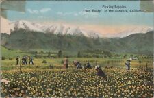 Picking Poppies Mt Baldy In Distance California Divided Back Vintage Post Card picture