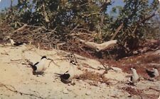 Postcard Terns Birds Wake Island Micronesia subregion Northwestern Pacific picture