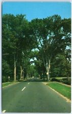 The Famous Elms Of Yarmouth Port, Cape Cod - Yarmouth Port, Massachusetts picture