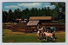 Hayward WI-Wisconsin, Wilderness Walk, Scenic View, Vintage Postcard picture
