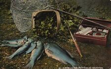 Vintage Postcard 1921 View of A Good Catch of Speckled Fish Beauties Montana MT picture