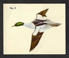 1952 AMERICAN MERGANSER DUCK Card PARKHURST Gum V339-2 Audubon BIRDS Canadian #5 picture