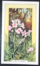 LADY'S SMOCK   Vintage 1939 Botanical Illustration Card  CD24M picture