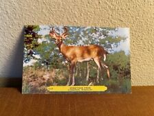 Beautiful Whitetail Deer Vintage Postcard - 