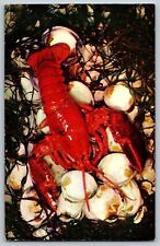 Cape Cod, Massachusetts MA - Large Freshly Boiled Lobster - Vintage Postcard picture