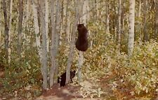 Vintage Postcard Black Bears climing Tree vacationland scene c 1959 LL Cook Co picture