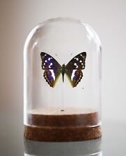 Purple Emperor, Apature Iris, Bell Jar, Real butterfly, real insect picture