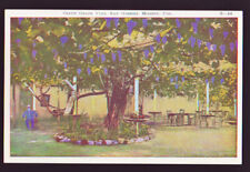 CALIFORNIA CA Mission San Gabriel Giant Grape Vine postcard picture