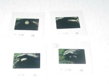 Turtle 4pc Lot  35mm Color Professional Photo Slides Aug 1978 Zoo Animal Slide picture