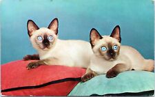 c1950's Blue Eyed Wonder, Siamese cats, Vintage Chrome, very nice card picture