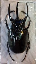 Scarabaeidae: Chalcosoma atlas 76mm 3 Horned Rhino  UNMOUNTED PACKAGED picture