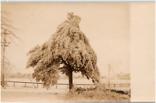 Frosty Weeping Tree by the Water in Unknown Location 1900s RPPC Postcard Photo picture