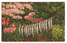 Fishing Postcard Rainbow Trout Catch picture