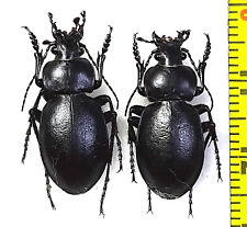 Carabidae, Carabus (Tomocarabus) bessarabicus bessarab. 2 males A1, S. Ukraine picture