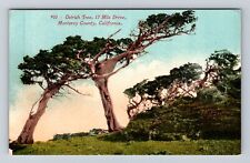 Monterey CA-California, Ostrich Tree, Monterey County, Vintage Souvenir Postcard picture
