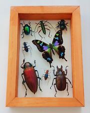 REAL INSECT BEETLE & BUTTERFLY WOOD FRAME TAXIDERMY  MOUNTED DOUBLE GLASS. picture
