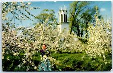 Postcard - Apple Blossoms picture