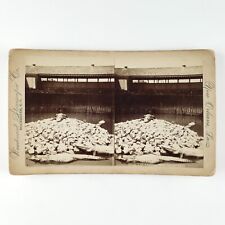 New Orleans Alligators Stereoview c1880 Louisiana Southern Farm Photo Card B1909 picture