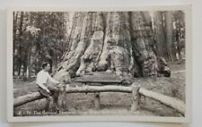 Vtg Sequoia National Park RPPC Postcard General Sherman Tree BW Photo Unposted  picture