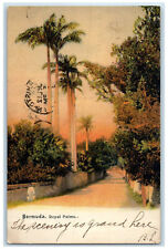 1907 Scene of Road and Trees Royal Palms Bermuda Posted Antique Postcard picture