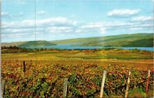 Pleasant Valley Wine Rheims Hammondsport NY Vineyard Lake Keuka VTG Postcard UNP picture