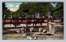 Pasadena CA-California, Ostrich Nest, Chicks, Vintage Postcard picture