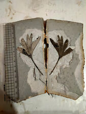 A pair of exquisite Jurassic Daohugou Ginkgo leaf plant fossils picture