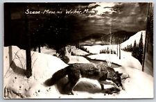 Walker Minnesota~Museum Interior~Wolf Eats Carcass in Winter @ Night~1950s RPPC picture