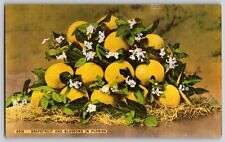 Florida - Grapefruit and Blossoms in Florida - Vintage Postcard - Unposted picture
