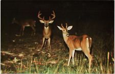 Postcard Vintage Whitetail Buck and Doe in the Spotlight Before Hunting Season picture