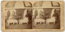 c1890's Stereoview Card Unique Image of Man and Woman Sitting With Pigs Ireland picture
