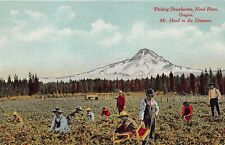 Mt Mount Hood River OR Oregon Active Volcano Strawberry Farm Vtg Postcard N11 picture