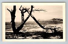 RPPC-Coastline OR-Oregon, Weathered Guardian Tree RPPC Vintage Souvenir Postcard picture