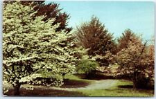 Postcard - Dogwood at Beautiful Thornrose, Stauton, Virginia picture