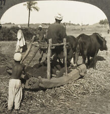 Keystone Stereoview of Men Threshing Beans in Egypt From 1930’s T600 Set #T477 B picture
