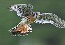 AMERICAN KESTREL 8X10 GLOSSY PHOTO IMAGE #4 picture