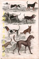 DOG Bloodhound, Skye Terrier, Manchester Terrier, Beagle 1820s Engraving Print picture